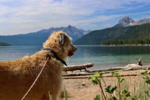 Assurance Morsure de Chien : Protégez-vous et Votre Meilleur Ami