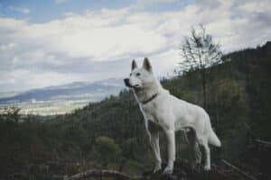 Assurance Husky : Un Choix Essentiel pour la Santé de Votre Compagnon