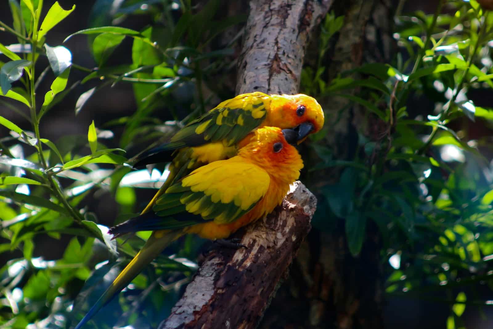 The Cost of Parrot Insurance: Everything You Need to Know