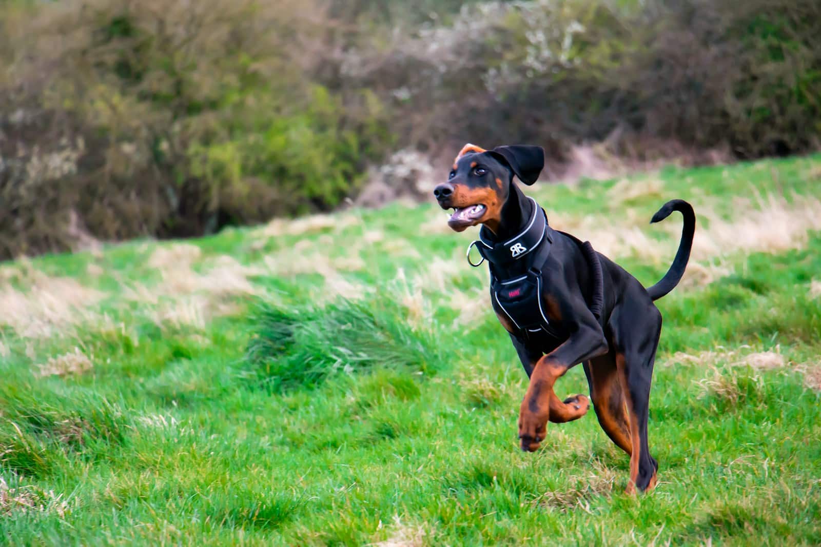 Tout ce que Vous Devez Savoir sur l'Assurance pour Dobermann