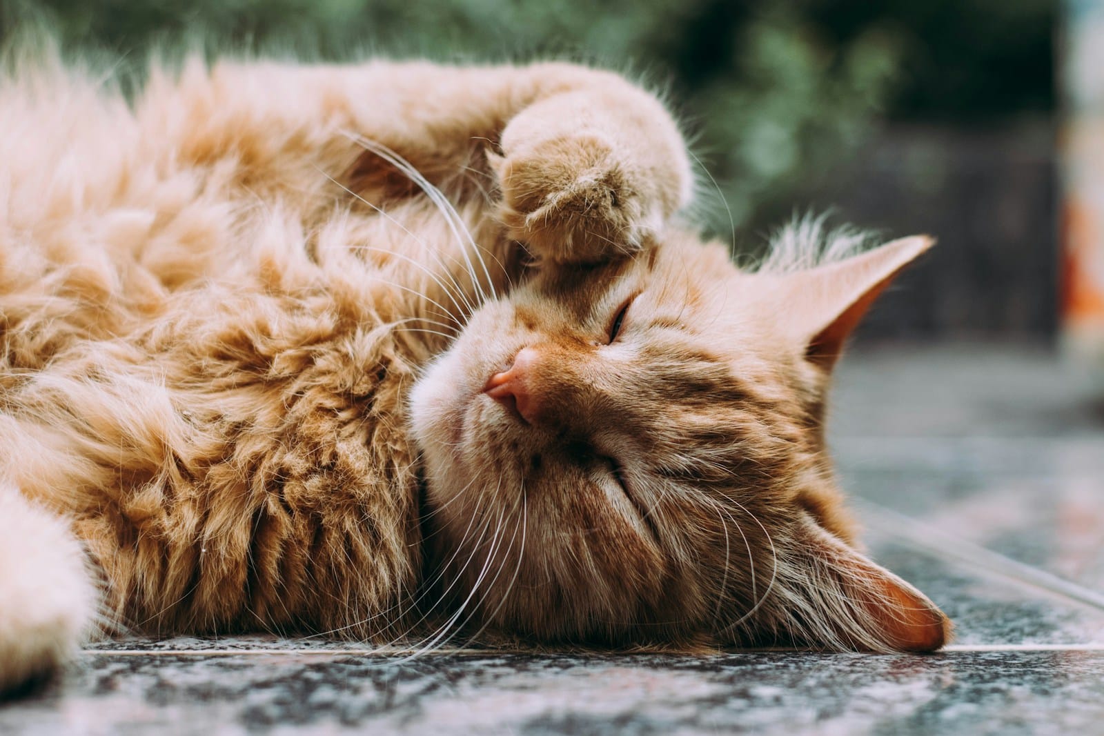 Vermifuges pour Chats et Chatons : Protégez vos Compagnons des Parasites