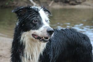 Répulsif Naturel pour Chien