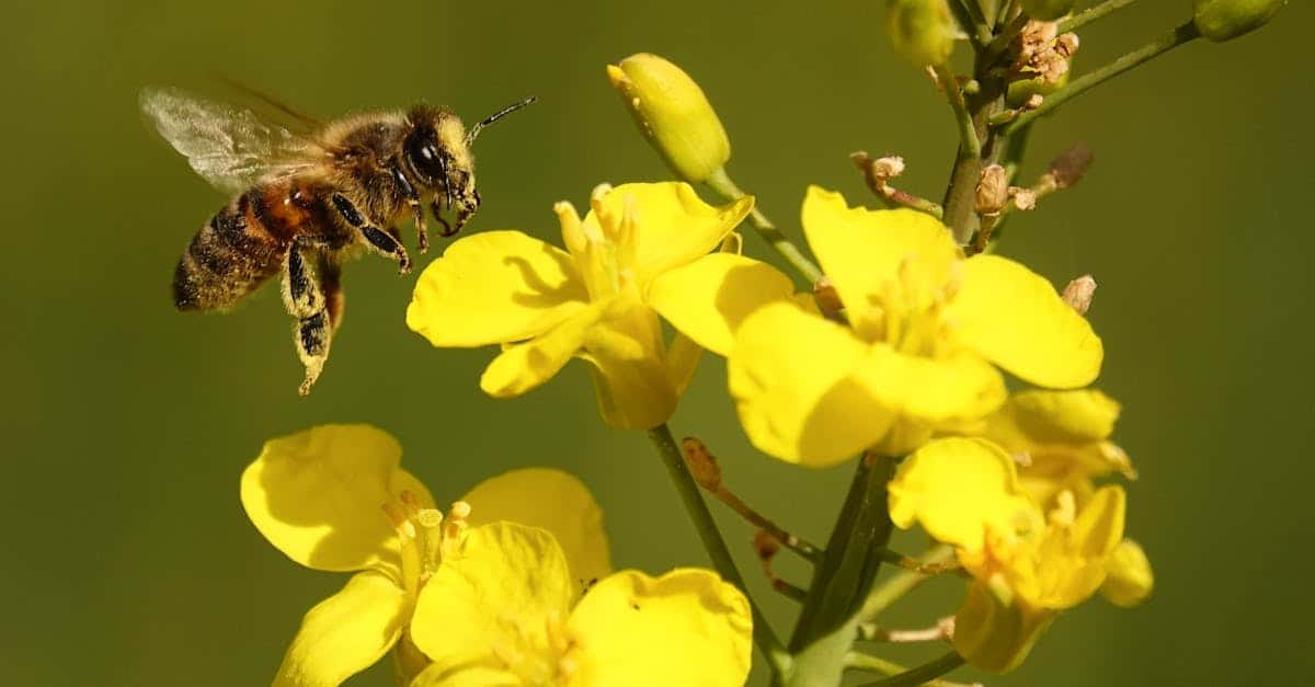découvrez nos solutions d'assurance abeilles, conçues pour protéger vos ruches et garantir la pérennité de votre activité apicole. profitez d'une couverture complète et d'un service personnalisé pour assurer la santé de vos colonies.