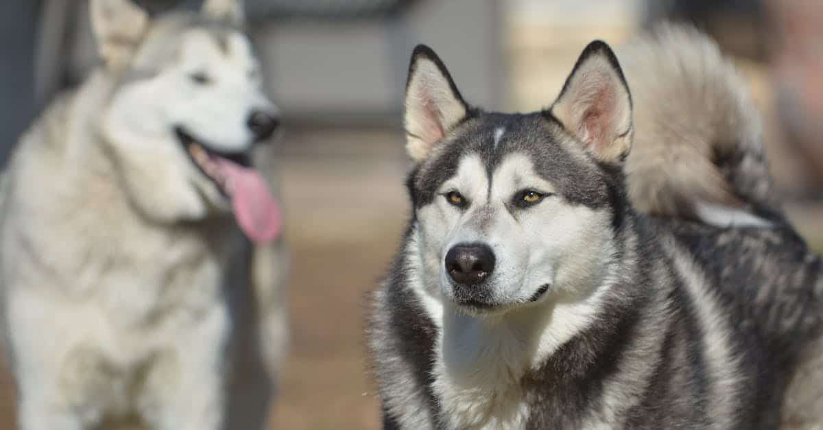 découvrez l'assurance idéale pour votre alaska malamute. protégez votre compagnon à quatre pattes avec une couverture adaptée à ses besoins, garantie contre les accidents, les maladies et les soins vétérinaires. offrez à votre chien une sécurité optimale pour qu'il vive heureux et en bonne santé.