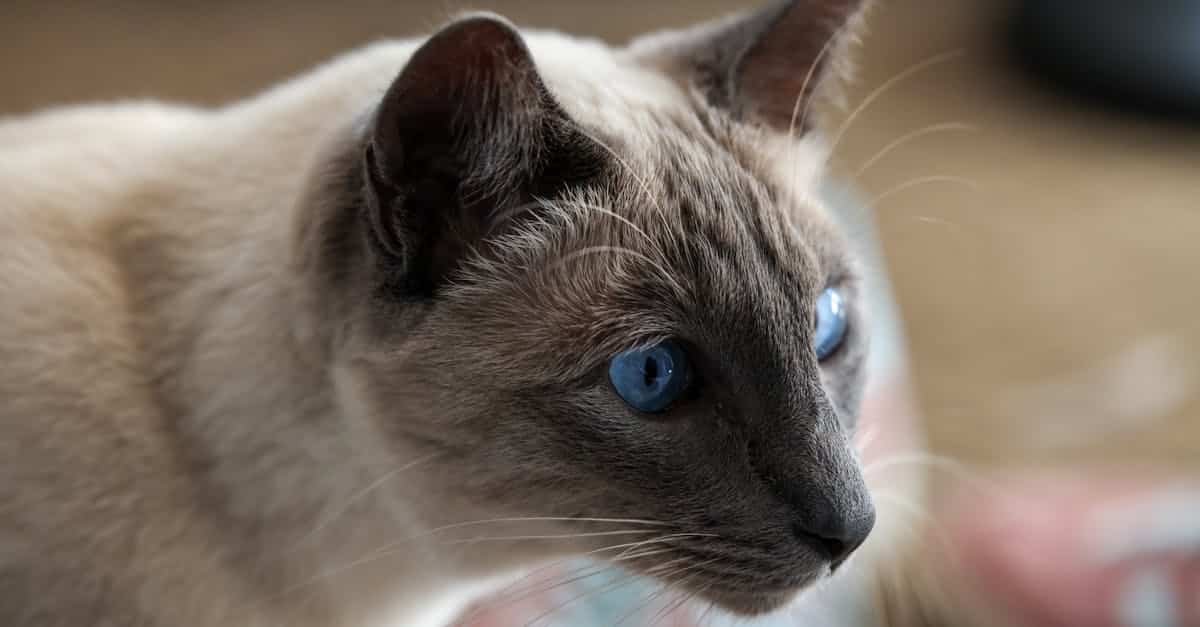 découvrez notre assurance pour chats, qui vous offre une protection complète pour la santé de votre félin. profitez de soins vétérinaires de qualité, d'une couverture pour accidents et maladies, et d'un soutien adapté à vos besoins. protégez votre compagnon à quatre pattes dès aujourd'hui !