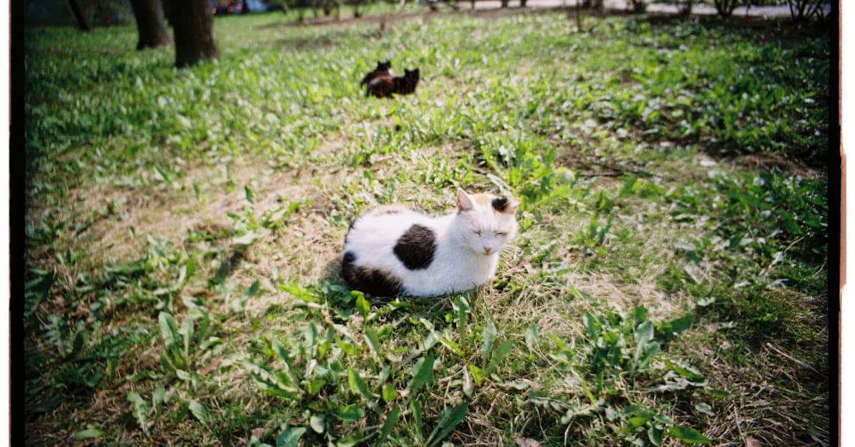 découvrez l'assurance pour chats : protégez votre compagnon à quatre pattes des frais vétérinaires imprévus et offrez-lui les meilleurs soins. comparez les offres et trouvez la couverture parfaite pour votre félin.