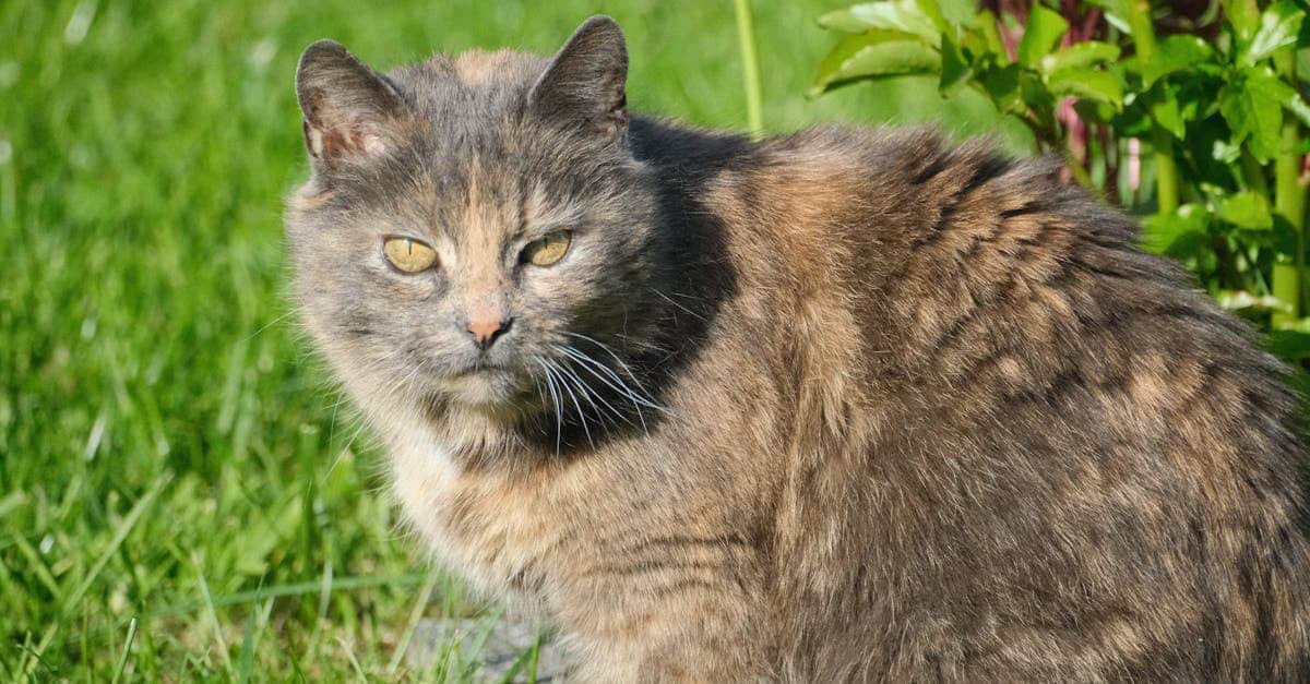 protégez votre félin avec notre assurance pour chats. bénéficiez d'une couverture complète pour les frais vétérinaires, les accidents et les maladies. offrez à votre compagnon à quatre pattes la sécurité qu'il mérite, tout en ayant l'esprit tranquille.
