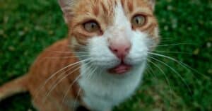 découvrez les meilleures assurances pour chats qui protègent votre compagnon félin contre les imprévus. comparez les couvertures, tarifs et profitez d'une tranquillité d'esprit pour votre animal de compagnie.