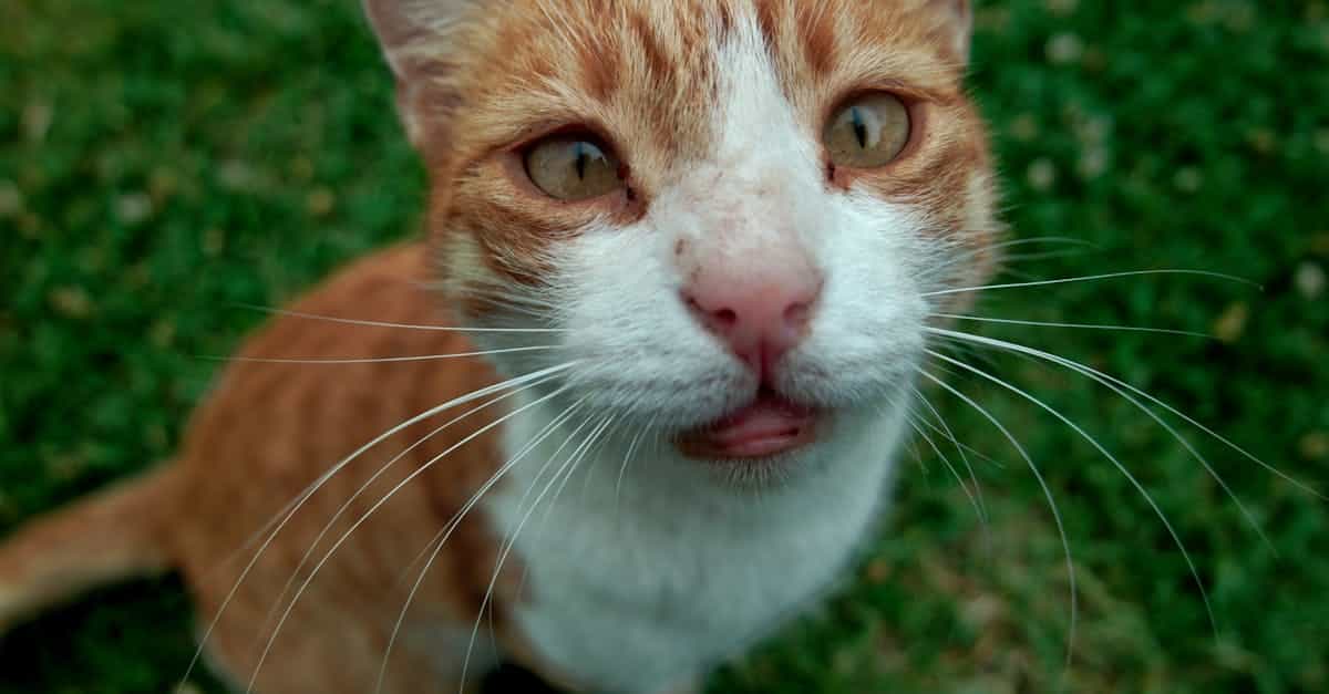 découvrez les meilleures assurances pour chats qui protègent votre compagnon félin contre les imprévus. comparez les couvertures, tarifs et profitez d'une tranquillité d'esprit pour votre animal de compagnie.