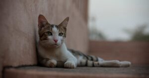 découvrez nos offres d'assurance pour chats, conçues pour protéger la santé de votre compagnon félin. bénéficiez d'une couverture complète et d'un service client dédié, pour assurer le bien-être de votre animal en toute sérénité.