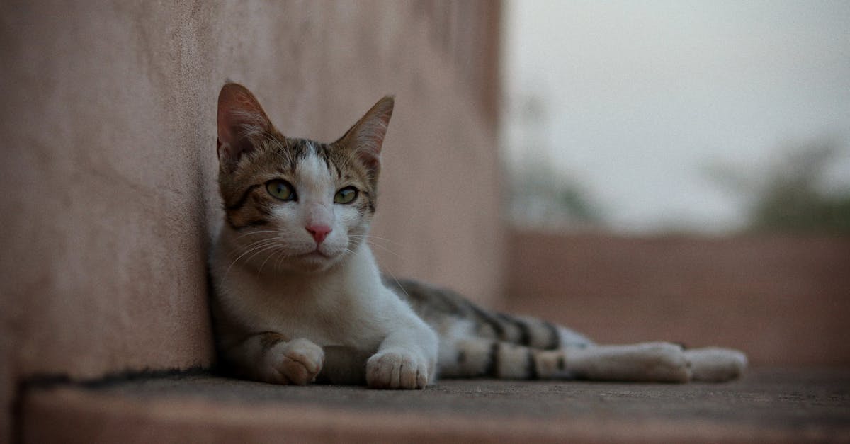 découvrez nos offres d'assurance pour chats, conçues pour protéger la santé de votre compagnon félin. bénéficiez d'une couverture complète et d'un service client dédié, pour assurer le bien-être de votre animal en toute sérénité.