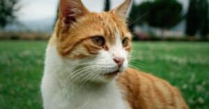 protégez votre compagnon à quatre pattes avec une assurance pour chats. découvrez nos options de couverture adaptées à tous les budgets, garantissant la santé et le bien-être de votre félin adoré. obtenez un devis gratuit aujourd'hui!