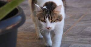 découvrez notre assurance pour chats, offrant une couverture complète pour les frais vétérinaires, les accidents et les maladies. protégez la santé de votre compagnon félin avec des options adaptées à vos besoins et budget.