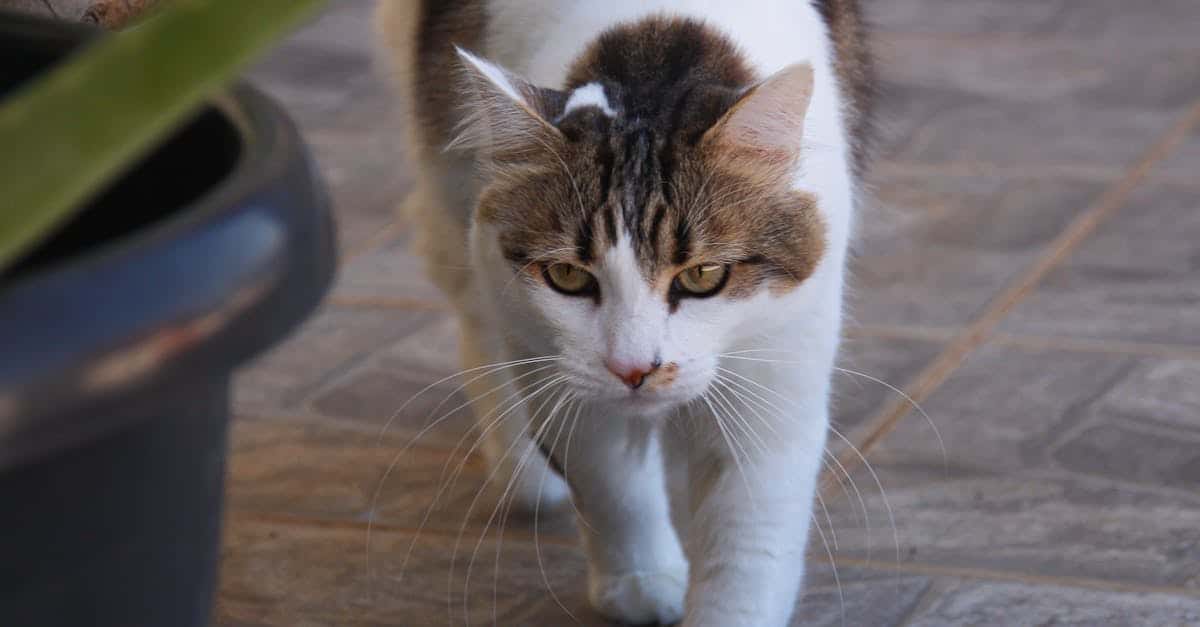 découvrez notre assurance pour chats, offrant une couverture complète pour les frais vétérinaires, les accidents et les maladies. protégez la santé de votre compagnon félin avec des options adaptées à vos besoins et budget.