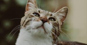 protégez votre compagnon félin avec une assurance pour chat. découvrez les meilleures options pour couvrir les frais vétérinaires, les accidents et les maladies, afin de garantir la santé et le bien-être de votre chat adoré.