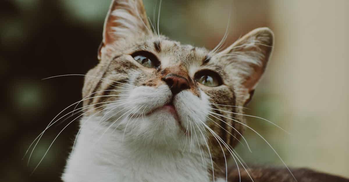 protégez votre compagnon félin avec une assurance pour chat. découvrez les meilleures options pour couvrir les frais vétérinaires, les accidents et les maladies, afin de garantir la santé et le bien-être de votre chat adoré.