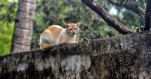 protégez votre compagnon félin avec une assurance pour chat adaptée à ses besoins. découvrez des garantiesvariées, des soins vétérinaires remboursés et une tranquillité d'esprit pour votre animal. comparez les offres et trouvez la meilleure couverture pour la santé de votre chat.