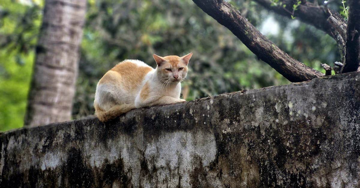 protégez votre compagnon félin avec une assurance pour chat adaptée à ses besoins. découvrez des garantiesvariées, des soins vétérinaires remboursés et une tranquillité d'esprit pour votre animal. comparez les offres et trouvez la meilleure couverture pour la santé de votre chat.