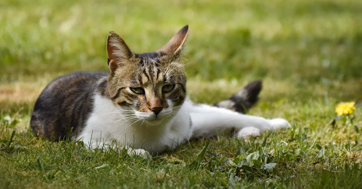 protégez votre félin adoré avec une assurance pour chat adaptée à ses besoins. offrez-lui les meilleurs soins en cas de maladie ou d'accident, tout en maîtrisant votre budget. découvrez les options, avantages et tarifs d'une assurance santé pour chat dès aujourd'hui!