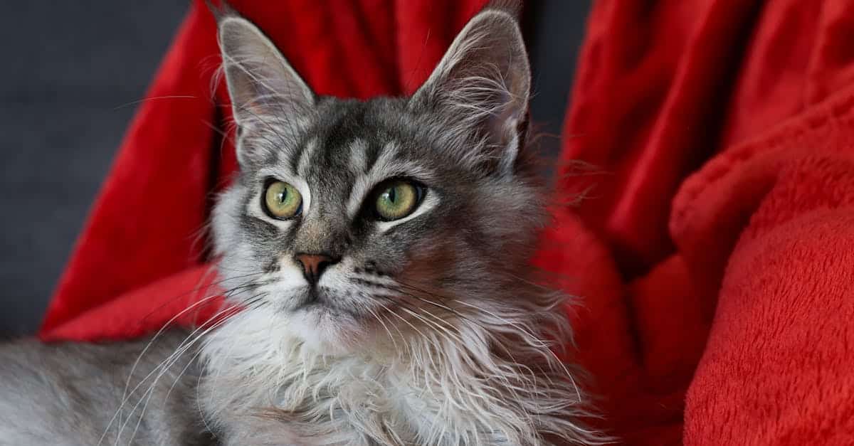 protégez votre félin avec notre assurance pour chat ! offrez-lui des soins vétérinaires adaptés et évitez les imprévus financiers. découvrez nos formules adaptées à vos besoins et donnez à votre compagnon à quatre pattes la sécurité qu'il mérite.