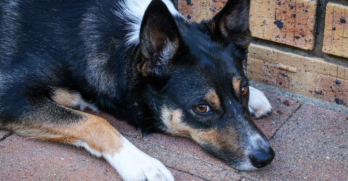 découvrez notre assurance chien adaptée à tous les budgets et besoins. protégez votre compagnon à quatre pattes contre les imprévus vétérinaires et offrez-lui les soins qu'il mérite. comparez nos offres et trouvez la meilleure couverture pour votre fidèle ami.