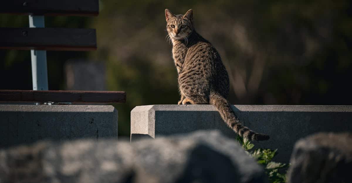 découvrez l'égyptian mau, une race de chat fascinante aux origines anciennes. avec son pelage tacheté unique et ses yeux expressifs, ce compagnon affectueux allie élégance et personnalité dynamique. explorez ses caractéristiques, son histoire et apprenez comment prendre soin de ce félin exceptionnel.