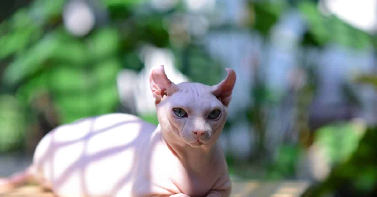 découvrez l'assurance pour votre exotic shorthair, conçue pour protéger la santé de votre compagnon à quatre pattes. protégez-le contre les imprévus médicaux et offrez-lui les meilleurs soins avec une couverture adaptée à ses besoins spécifiques.