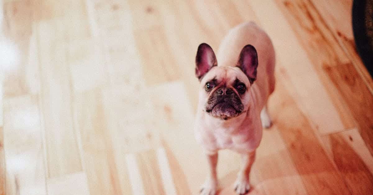 protégez votre bulldog français avec une assurance dédiée qui couvre les soins vétérinaires, les accidents et les maladies. offrez à votre compagnon à quatre pattes la sécurité dont il a besoin. comparez les meilleures options pour trouver la couverture idéale pour votre bulldog français.