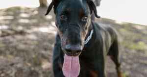 découvrez notre assurance pour chiens de garde, spécialement conçue pour protéger votre compagnon tout en préservant votre tranquillité d'esprit. obtenez une couverture adaptée aux besoins de votre chien et bénéficiez de conseils d'experts pour assurer sa sécurité.