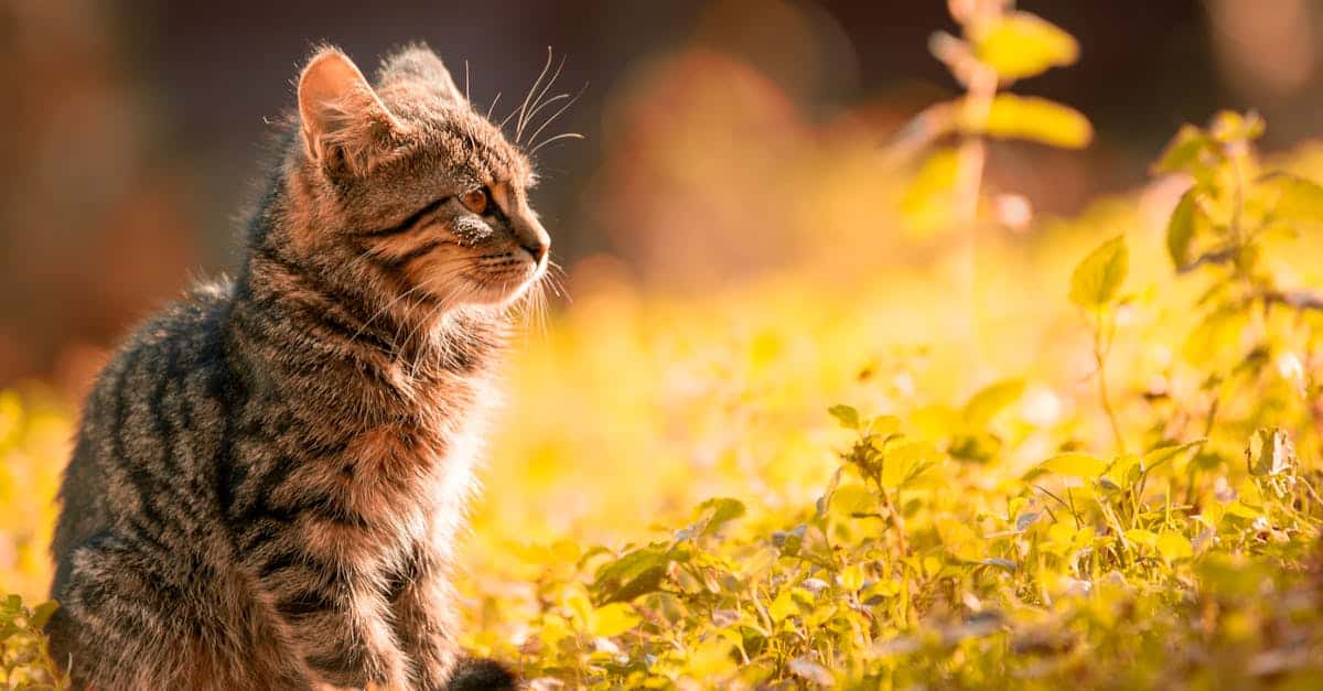 assurez votre chat havana brown avec une couverture personnalisée qui répond à ses besoins spécifiques. protégez votre compagnon à quatre pattes contre les imprévus et offrez-lui le meilleur en matière de soins vétérinaires avec notre assurance dédiée aux chats.