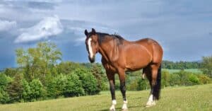 découvrez une assurance cheval adaptée à vos besoins. protégez votre équidé contre les accidents, maladies et responsabilités. obtenez un devis personnalisé et sécurisez l'avenir de votre compagnon équin.
