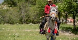 découvrez notre assurance équine complète, conçue pour protéger votre cheval contre les accidents, les maladies et les imprévus. profitez de couvertures adaptées à vos besoins et d'un accompagnement sur mesure pour garantir la sécurité de votre compagnon à quatre pattes.