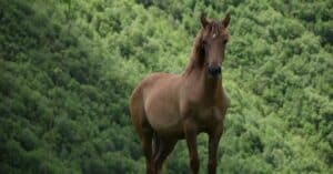 découvrez notre assurance équine complète qui protège votre cheval contre les accidents, les maladies et les imprévus. profitez d'une couverture sur mesure, d'un service client à l'écoute et de solutions adaptées à vos besoins. assurez l'avenir de votre compagnon avec notre assurance chevaux.