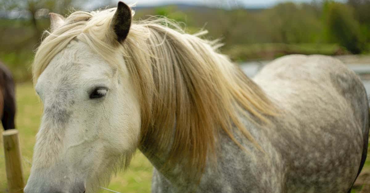 protégez votre équidé avec notre assurance cheval complète. bénéficiez d'une couverture sur mesure pour les soins vétérinaires, les accidents et les maladies. assurez l'avenir de votre compagnon à quatre pattes dès aujourd'hui!