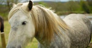 découvrez l'assurance équine idéale pour protéger votre cheval. obtenez des garanties adaptées pour couvrir les soins vétérinaires, le vol ou les accidents. assurez la santé et la sécurité de votre compagnon à quatre pattes avec notre expertise en assurance pour chevaux.