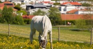 découvrez l'assurance chevaux, une protection essentielle pour votre équin. bénéficiez d'une couverture complète contre les accidents, les maladies et autres imprévus. protégez votre investissement et garantissez la santé de votre cheval avec des options adaptées à vos besoins.