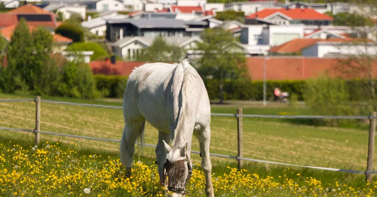 découvrez l'assurance chevaux, une protection essentielle pour votre équin. bénéficiez d'une couverture complète contre les accidents, les maladies et autres imprévus. protégez votre investissement et garantissez la santé de votre cheval avec des options adaptées à vos besoins.