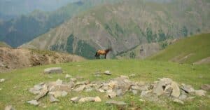 découvrez l'importance de l'assurance équine pour protéger votre cheval et votre investissement. obtenez des conseils sur les différentes options d'assurance disponibles pour garantir la santé et le bien-être de votre compagnon équin.