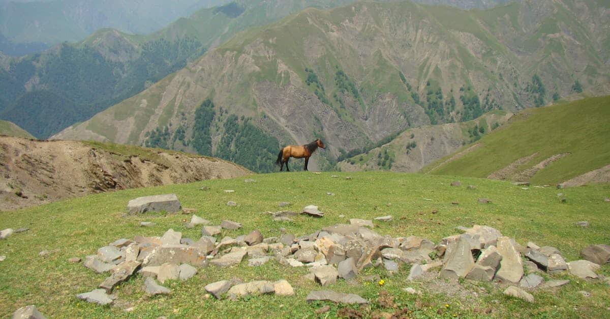 découvrez l'importance de l'assurance équine pour protéger votre cheval et votre investissement. obtenez des conseils sur les différentes options d'assurance disponibles pour garantir la santé et le bien-être de votre compagnon équin.
