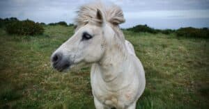 découvrez une assurance équine adaptée à vos besoins. protégez votre cheval avec des options de couverture flexibles, incluant les soins vétérinaires, les accidents et les pertes. obtenez une tranquillité d'esprit tout en prenant soin de votre compagnon équin.