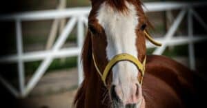 découvrez notre assurance équine complète pour protéger votre cheval en toutes circonstances. bénéficiez de garanties personnalisées pour la santé, les accidents et la responsabilité civile de votre animal. obtenez un devis gratuit et adaptez votre contrat à vos besoins spécifiques.