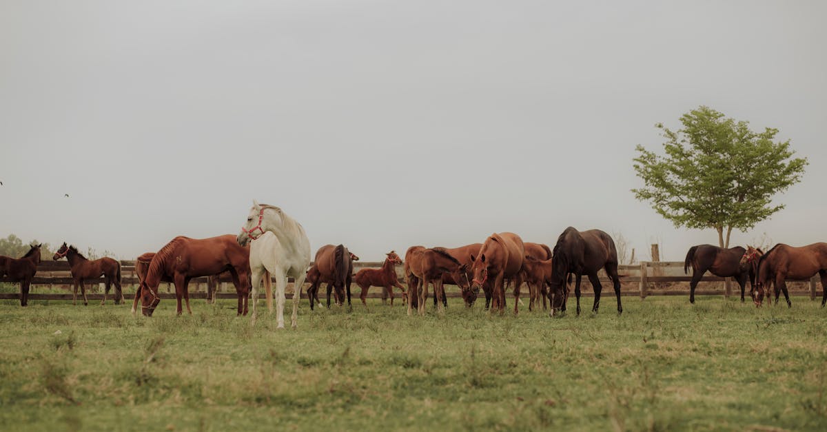 protégez votre cheval avec une assurance équine adaptée à vos besoins. découvrez nos offres complètes pour couvrir les soins vétérinaires, les accidents et les incidents imprévus. assurez la santé et le bien-être de votre compagnon à quatre pattes grâce à notre expertise en assurance cheval.