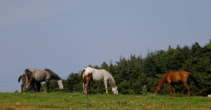 obtenez une assurance pour votre cheval et protégez votre investissement. découvrez nos plans adaptés à vos besoins, incluant couverture santé, accidents et responsabilités. assurez le bien-être de votre compagnon équin dès aujourd'hui.