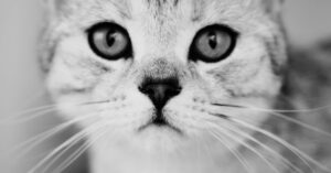 découvrez l'importance de l'assurance pour animaux de compagnie. protégez la santé de votre fidèle compagnon avec une couverture adaptée à ses besoins. trouvez la meilleure offre d'assurance pour animaux et assurez-vous de leur bien-être à chaque étape de leur vie.