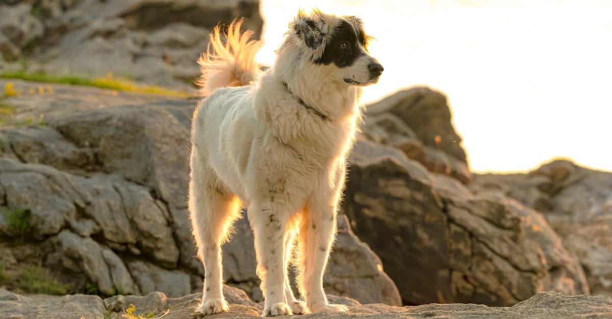 protégez votre compagnon à quatre pattes avec une assurance animaux adaptée. découvrez nos options d'assurance pour chiens et chats, couvrant les soins vétérinaires, les urgences et les maladies. offrez à votre animal la sécurité qu'il mérite.