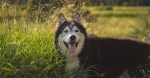 protégez votre compagnon à quatre pattes avec notre assurance animaux. offrez-lui les meilleurs soins vétérinaires et des services adaptés à ses besoins, tout en bénéficiant d'une couverture complète. découvrez nos options d'assurance pour animaux et assurez-lui une vie sereine.