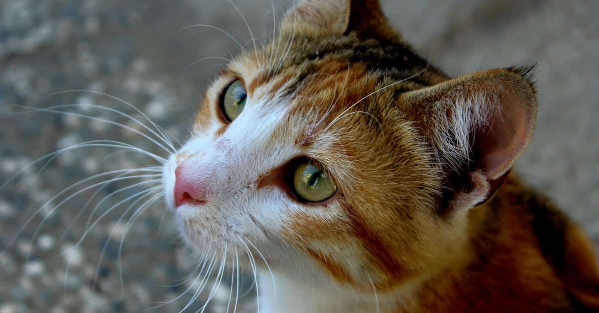 découvrez notre assurance pour animaux de compagnie qui vous protège contre les coûts vétérinaires imprévus. offrez à votre fidèle compagnon la sécurité et les soins dont il a besoin, tout en profitant d’un service dédié et de garanties adaptées à votre budget.