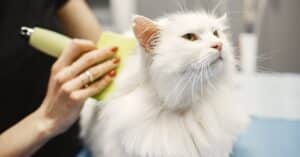 découvrez l'assurance pour les chats turkish angora, adaptée à leurs besoins spécifiques. protégez la santé et le bien-être de votre compagnon à quatre pattes avec des garanties sur mesure, incluant les soins vétérinaires, les urgences et bien plus encore. assurez l'avenir de votre fidèle ami aujourd'hui!