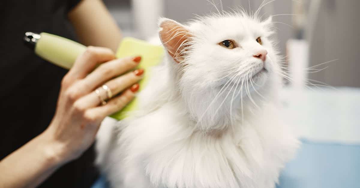 découvrez l'assurance pour les chats turkish angora, adaptée à leurs besoins spécifiques. protégez la santé et le bien-être de votre compagnon à quatre pattes avec des garanties sur mesure, incluant les soins vétérinaires, les urgences et bien plus encore. assurez l'avenir de votre fidèle ami aujourd'hui!