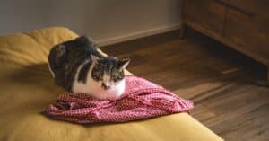 découvrez notre assurance pour chats, qui offre une protection complète pour la santé de votre compagnon félin. protégez-vous des frais vétérinaires imprévus et assurez le bien-être de votre chat avec nos plans personnalisés. obtenez un devis gratuit dès aujourd'hui!